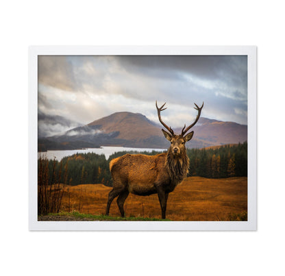 Majestic Red Deer