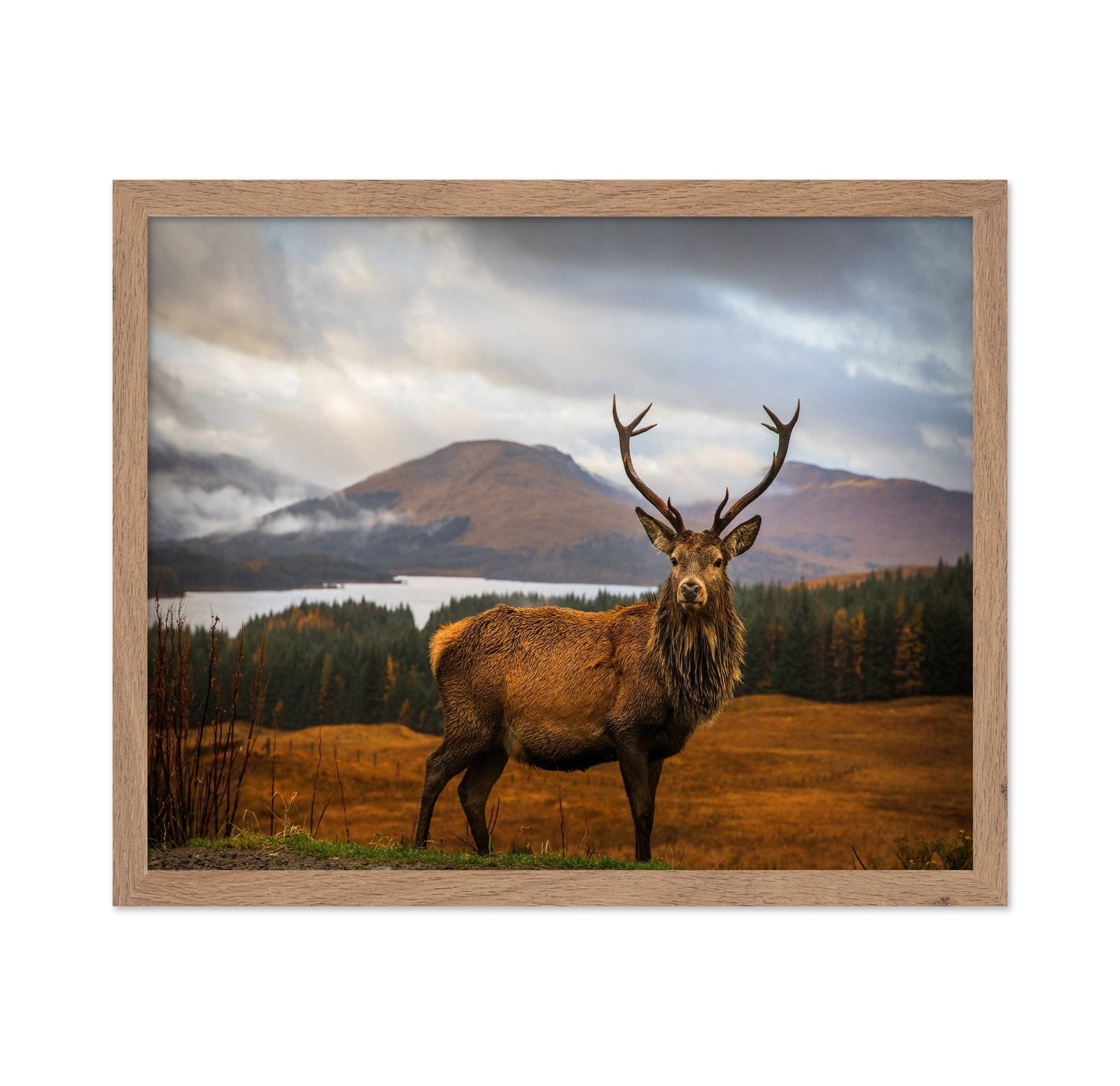 Majestic Red Deer