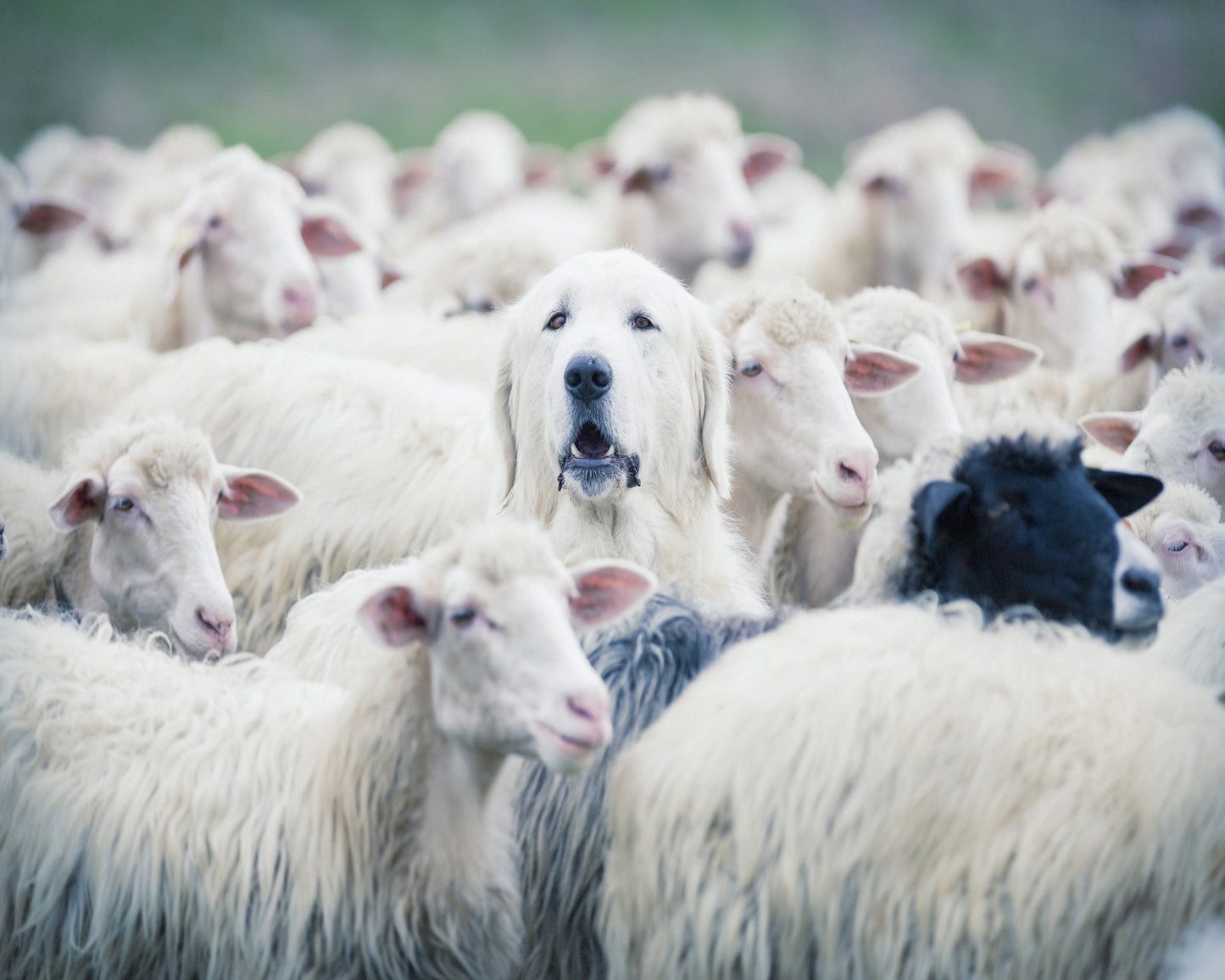 Sheepdog In Flock