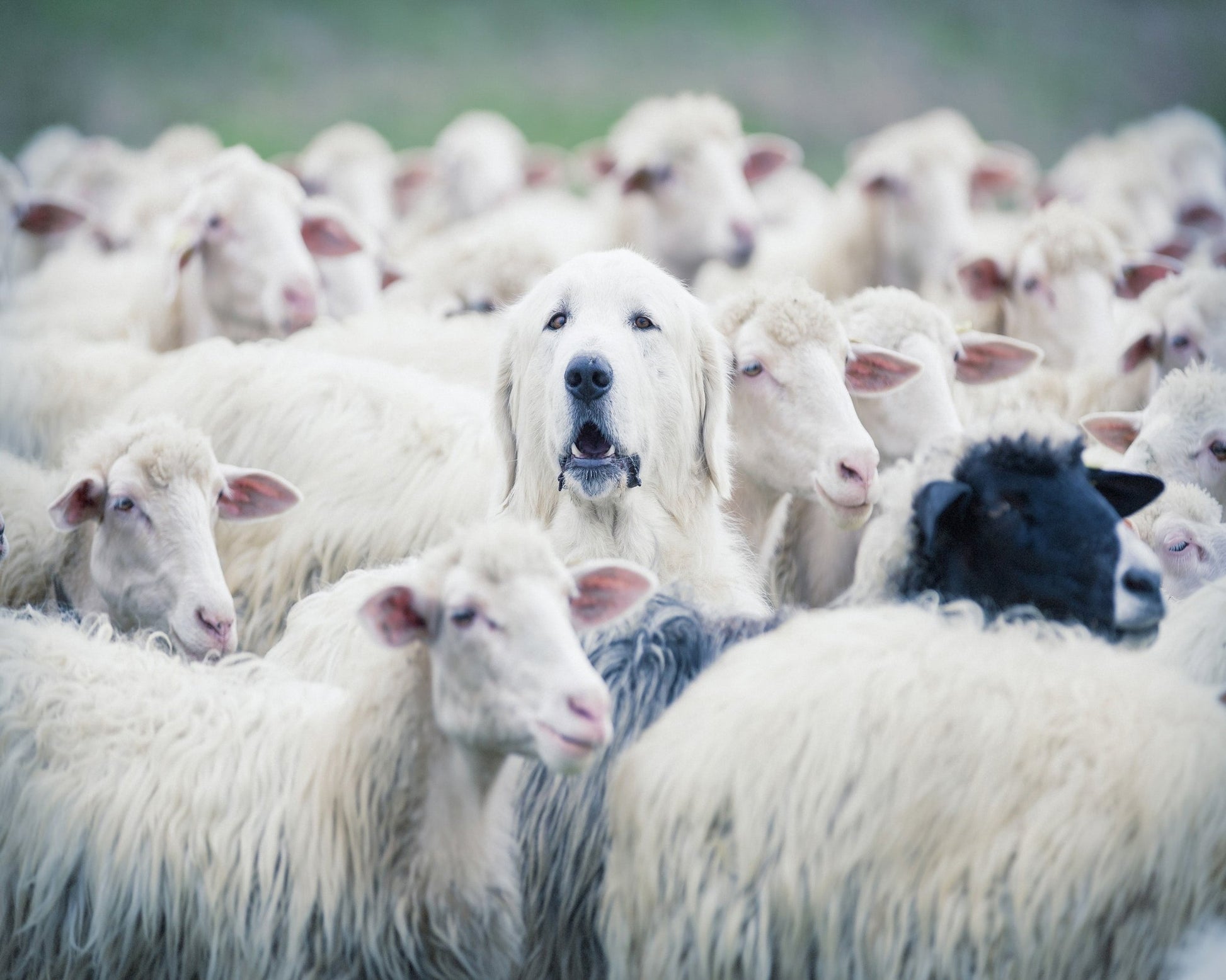 Sheepdog In Flock
