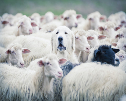 Sheepdog In Flock