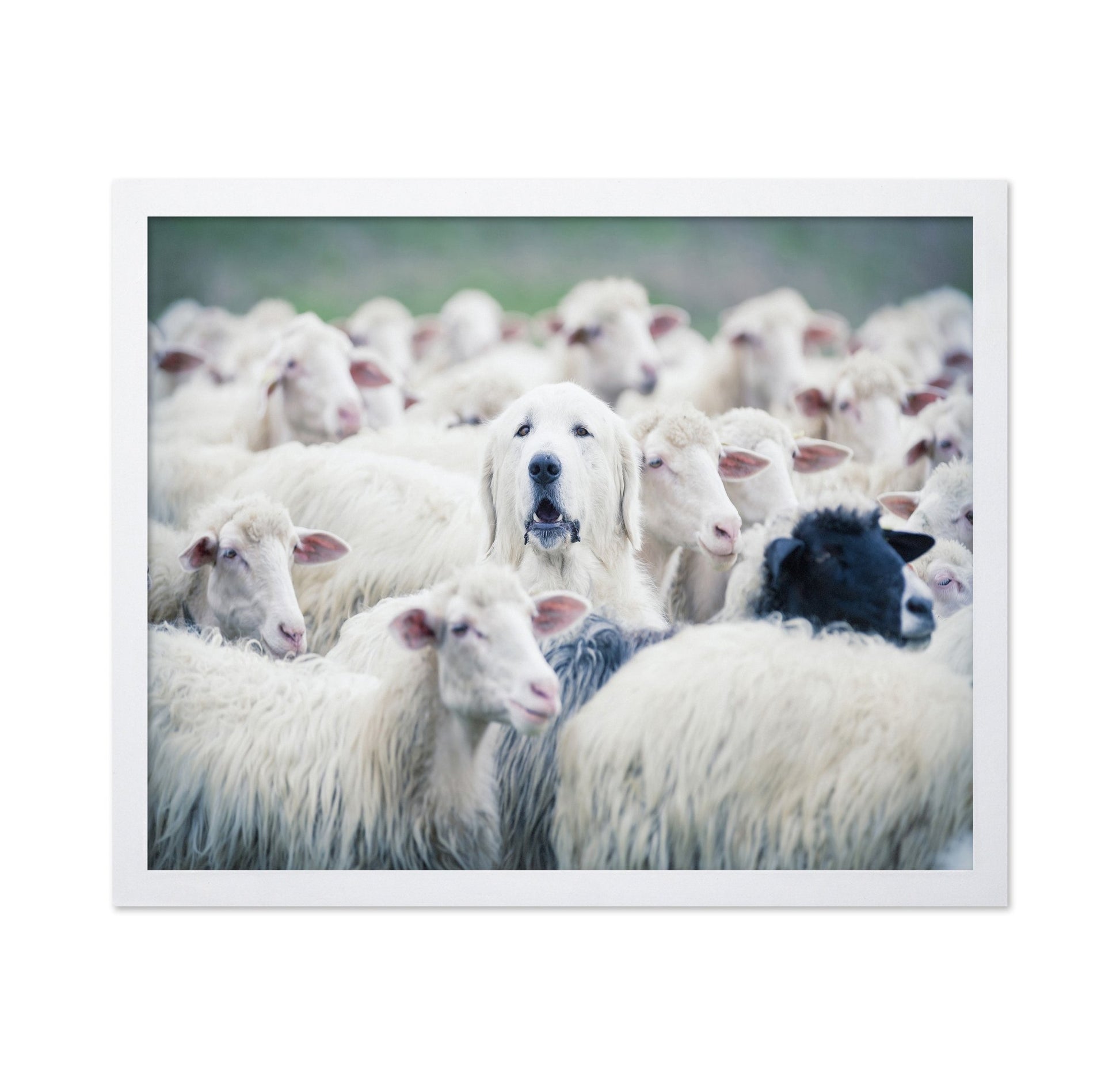 Sheepdog In Flock