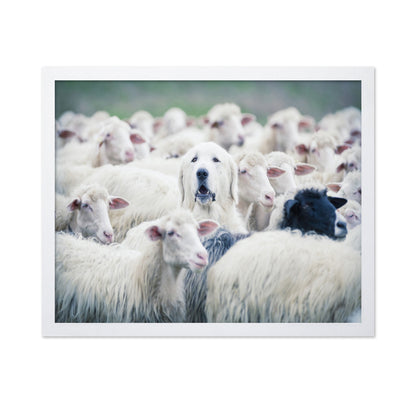 Sheepdog In Flock