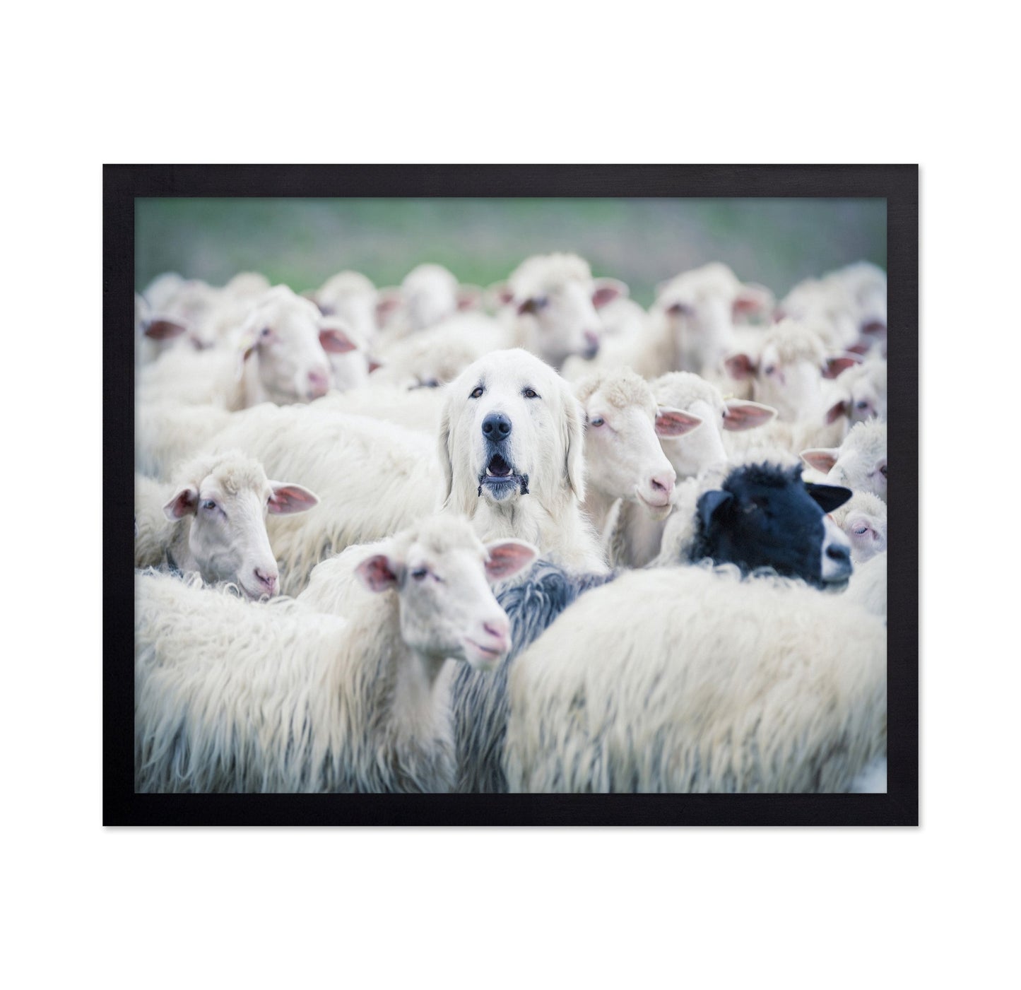 Sheepdog In Flock
