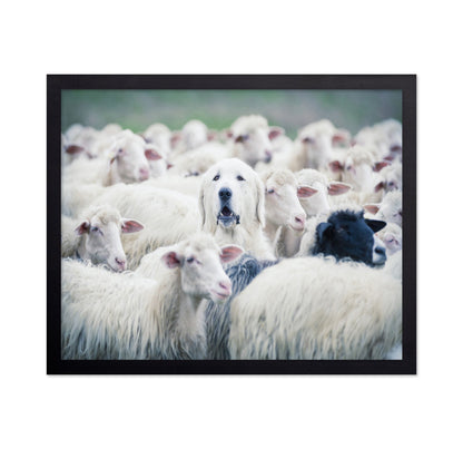 Sheepdog In Flock