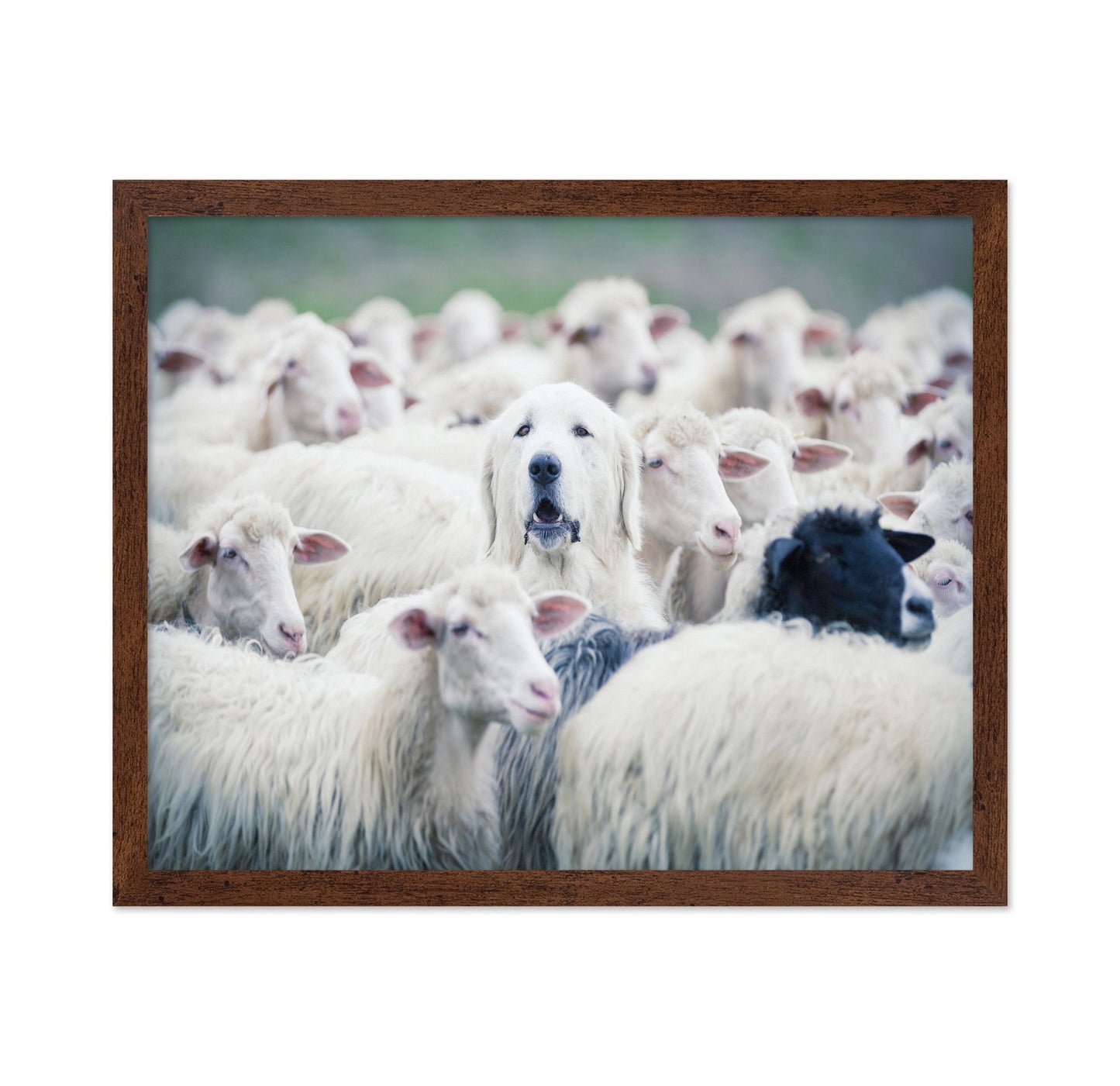 Sheepdog In Flock