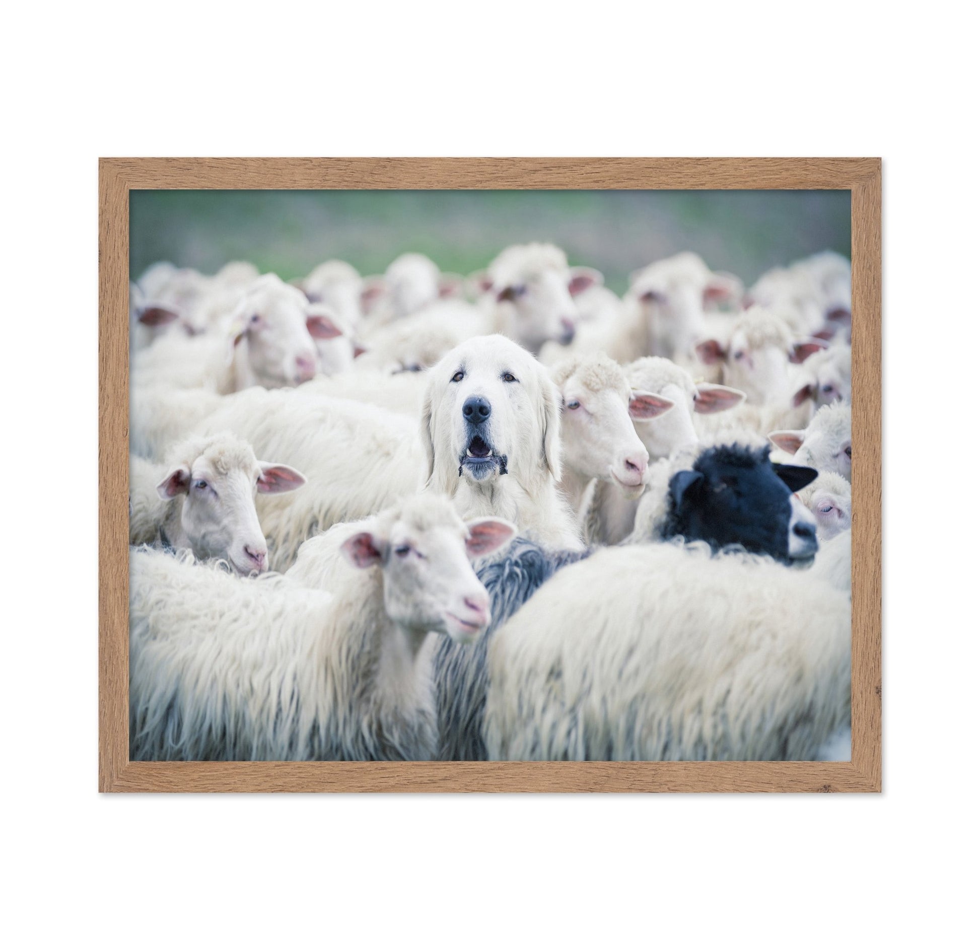 Sheepdog In Flock