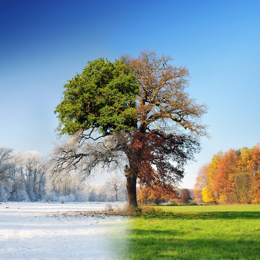 Four Seasons Tree No2