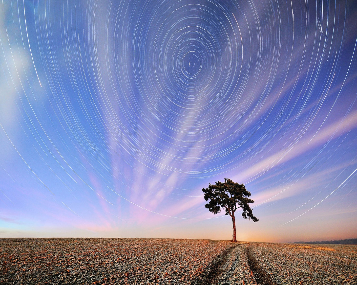 Star Trails Lone Tree