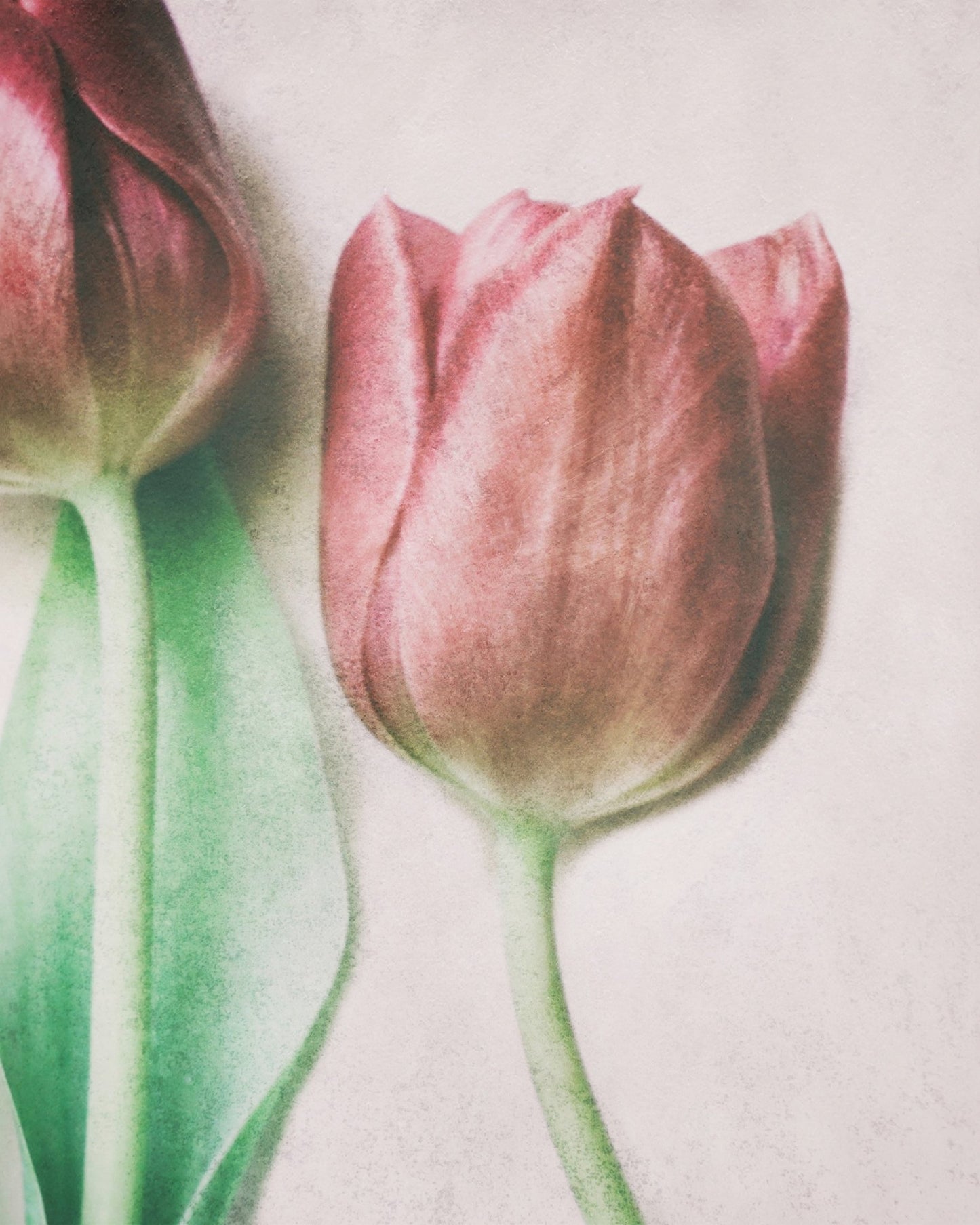 Blush Tulip Closeup