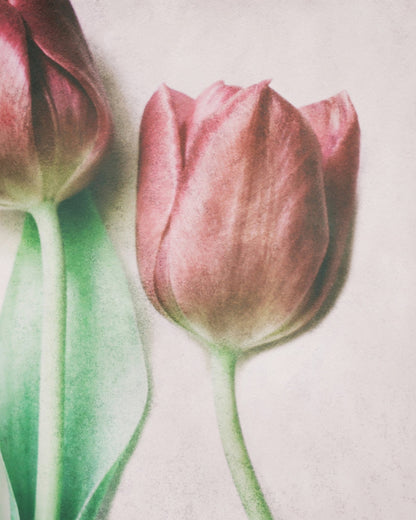 Blush Tulip Closeup