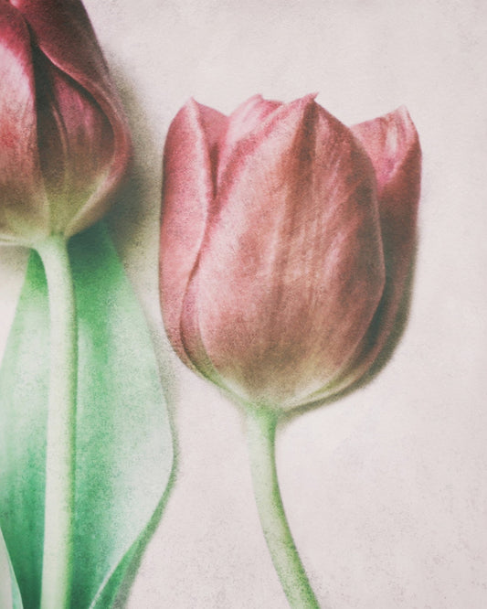 Blush Tulip Closeup