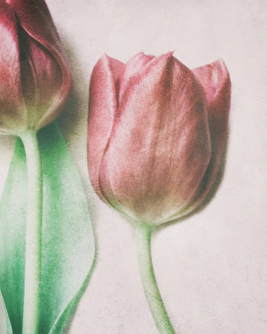 Blush Tulip Closeup