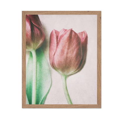 Blush Tulip Closeup