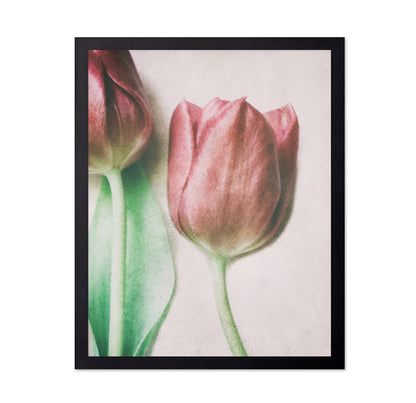 Blush Tulip Closeup