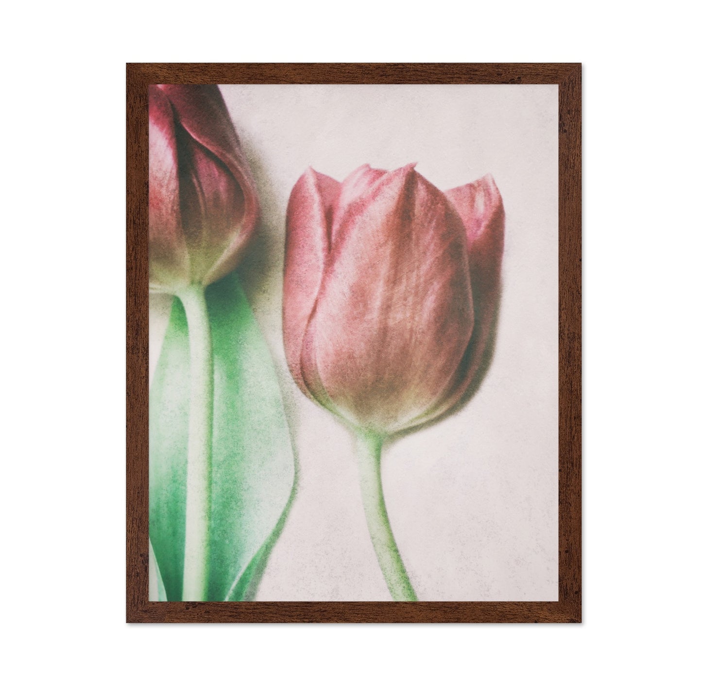 Blush Tulip Closeup