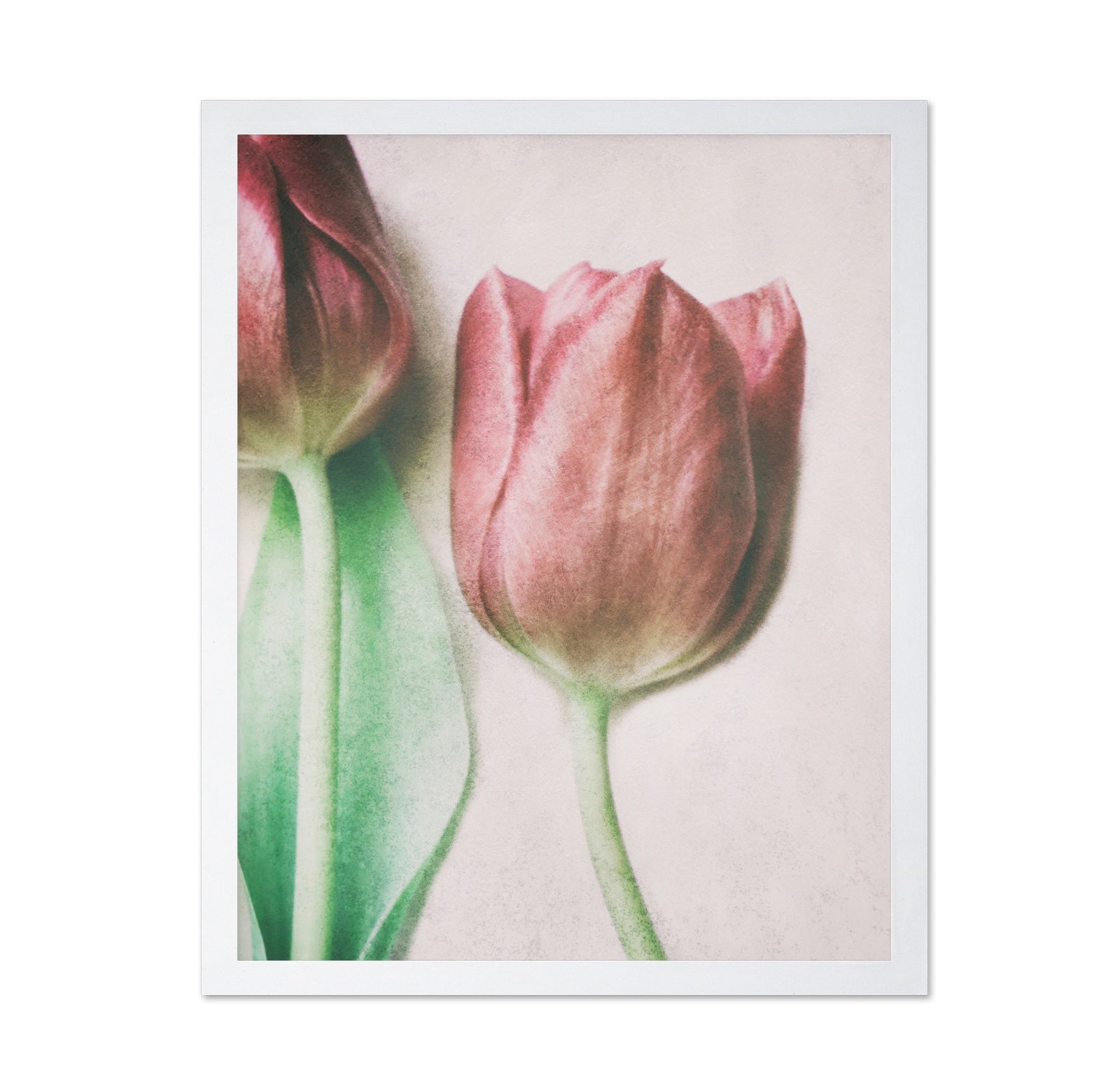 Blush Tulip Closeup