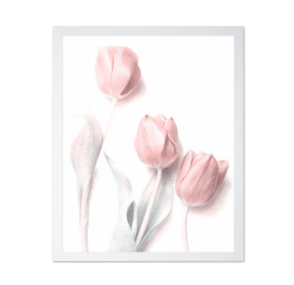 Soft Pink Tulips