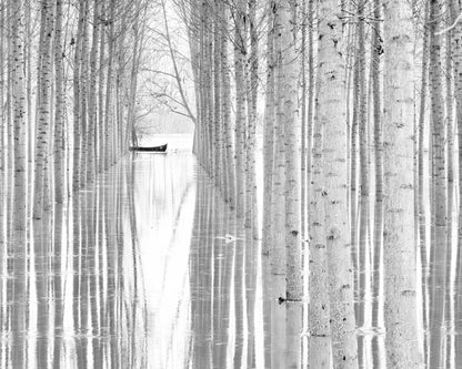 Quiet Forest Boat