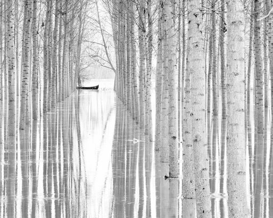 Quiet Forest Boat