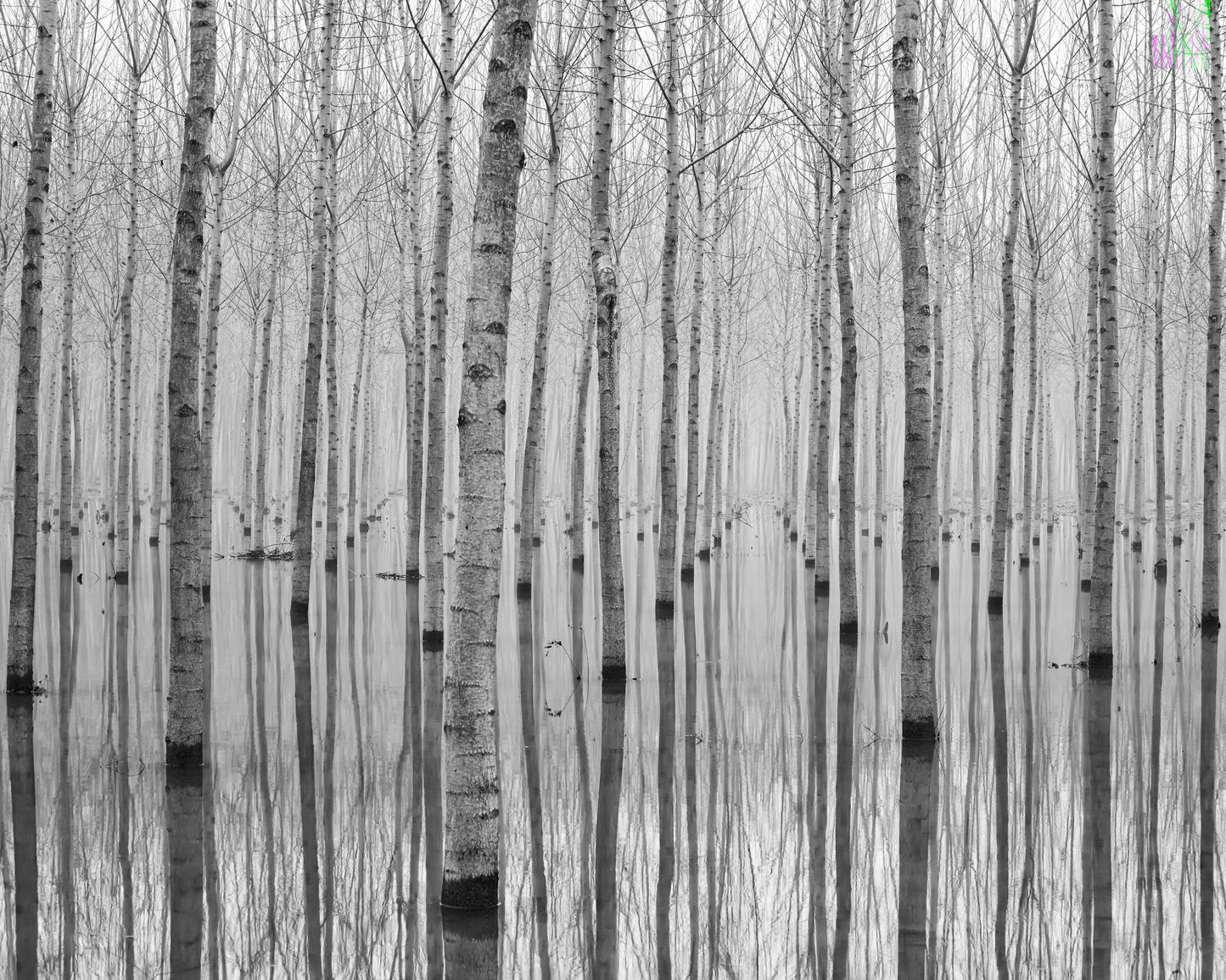 Misty Tree Reflections