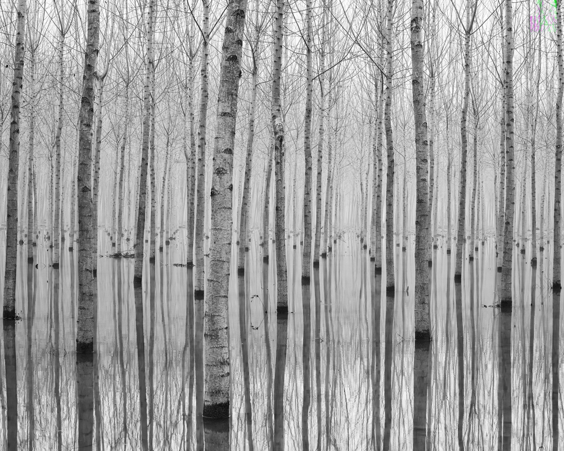 Misty Tree Reflections