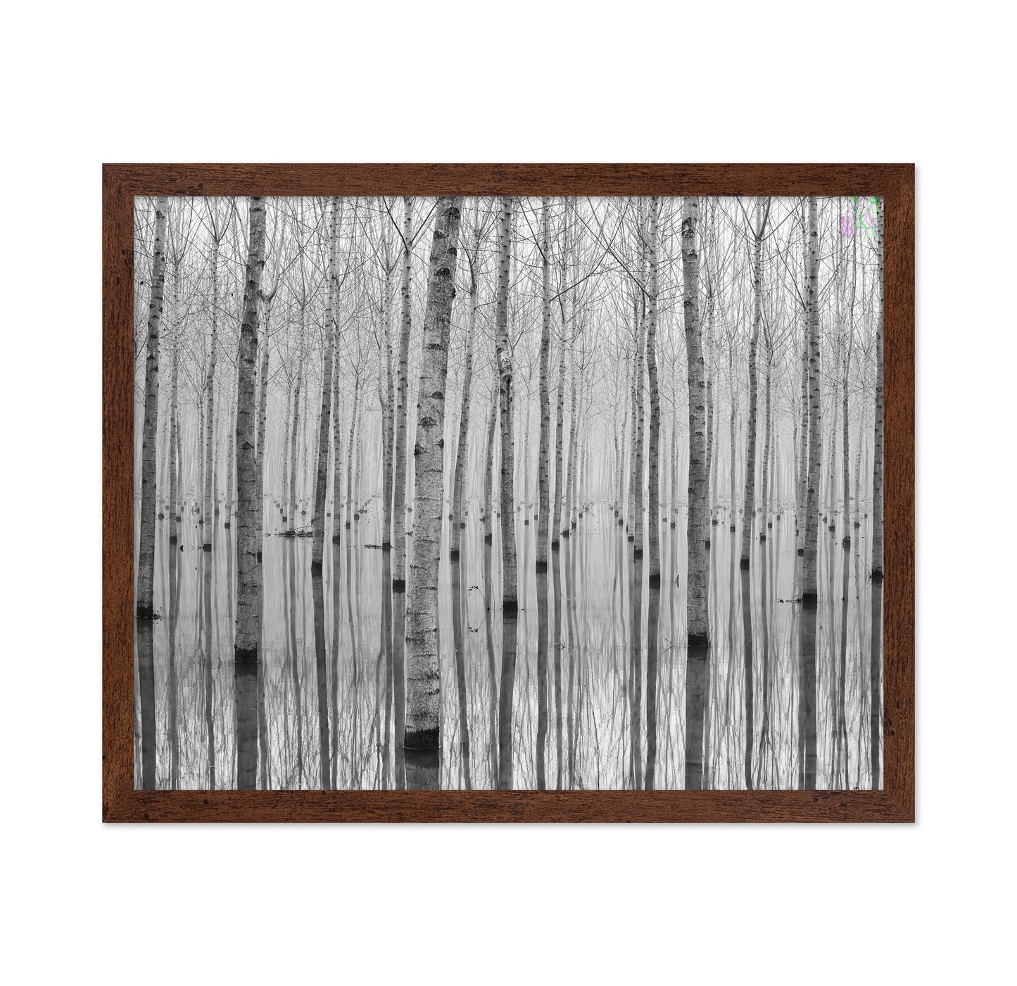 Misty Tree Reflections
