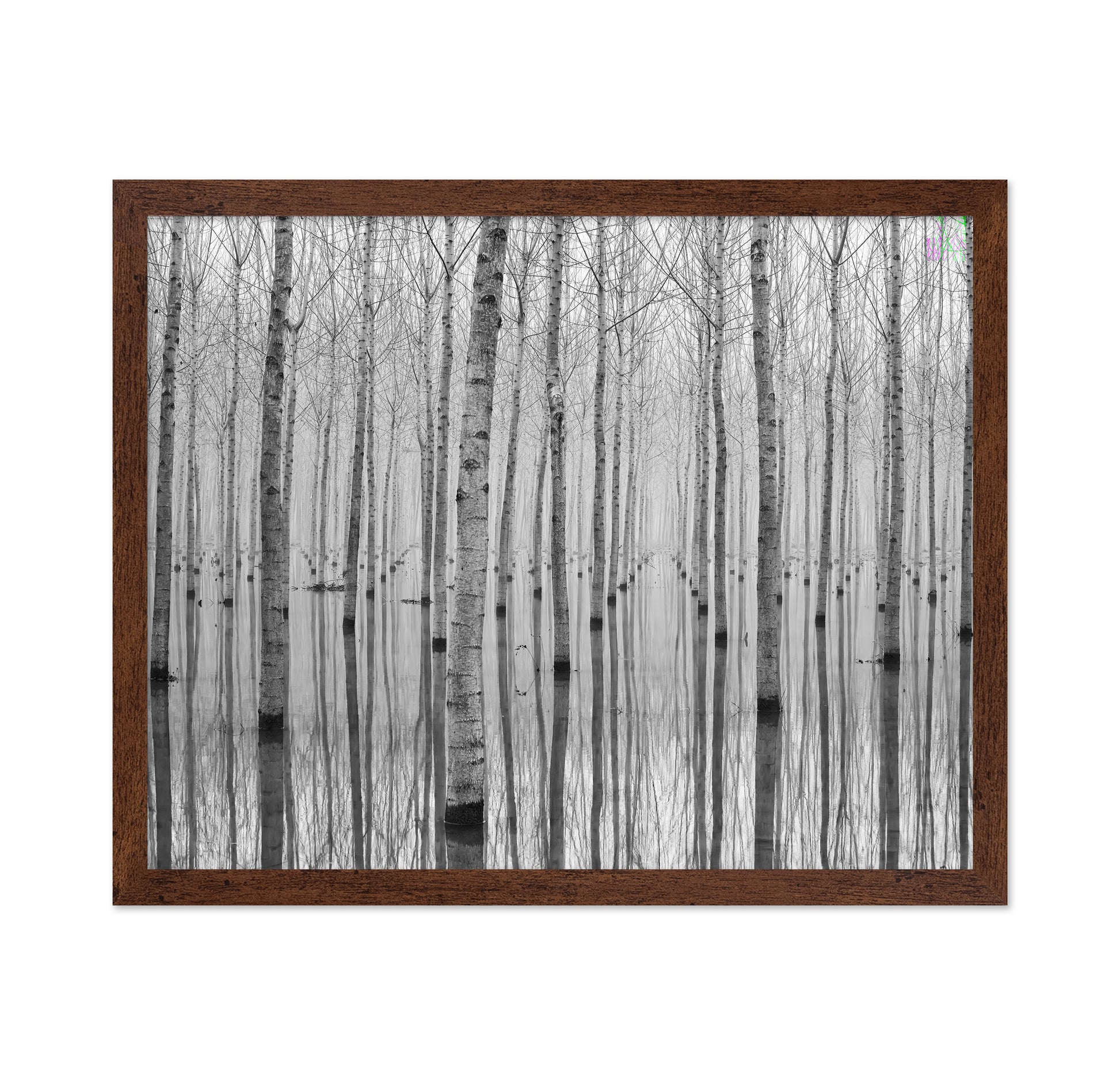 Misty Tree Reflections