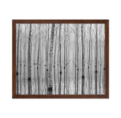 Misty Tree Reflections