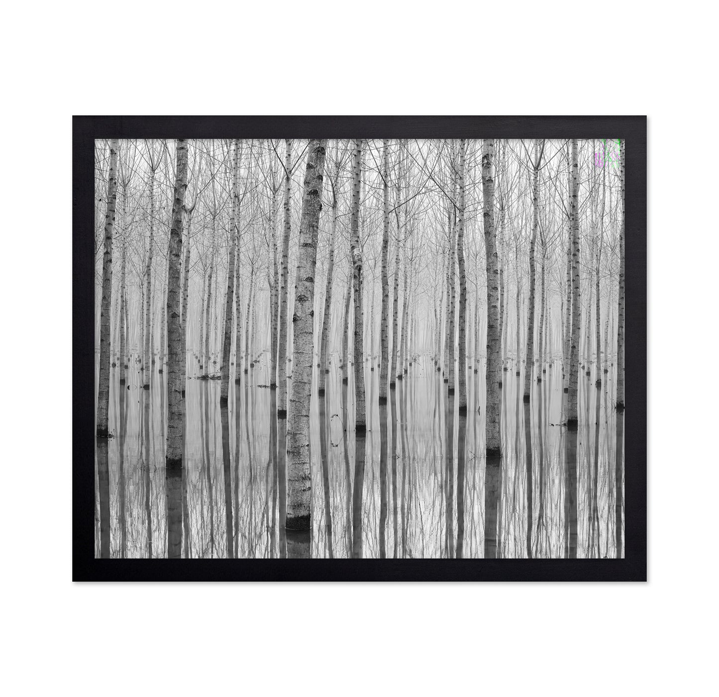 Misty Tree Reflections