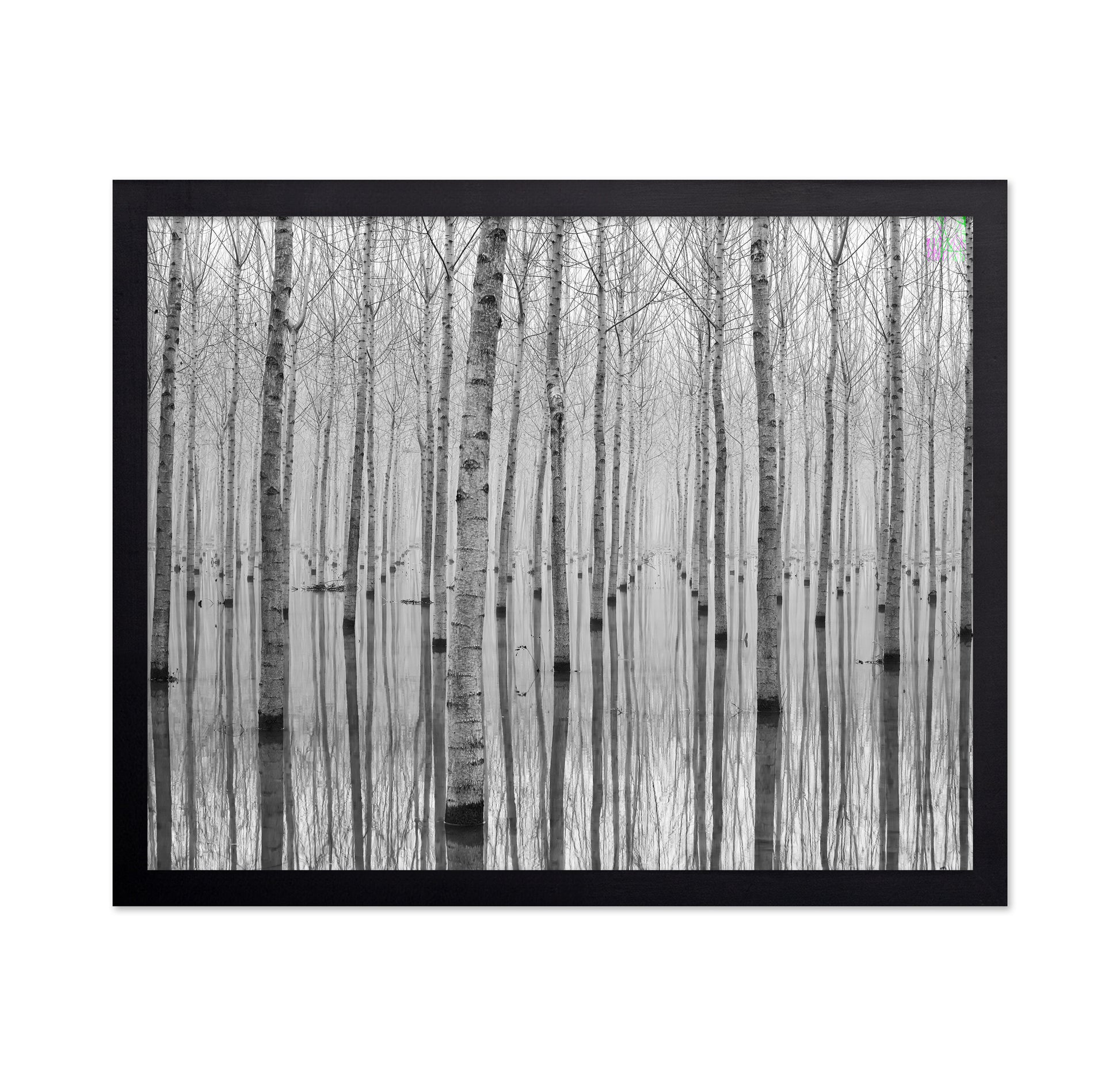 Misty Tree Reflections