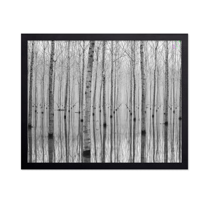Misty Tree Reflections