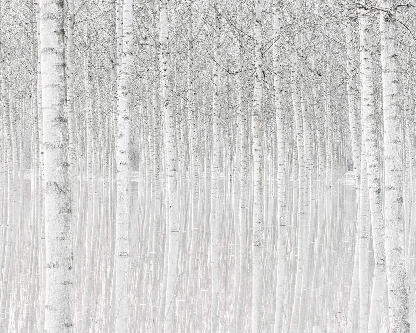 Silent Birch Forest