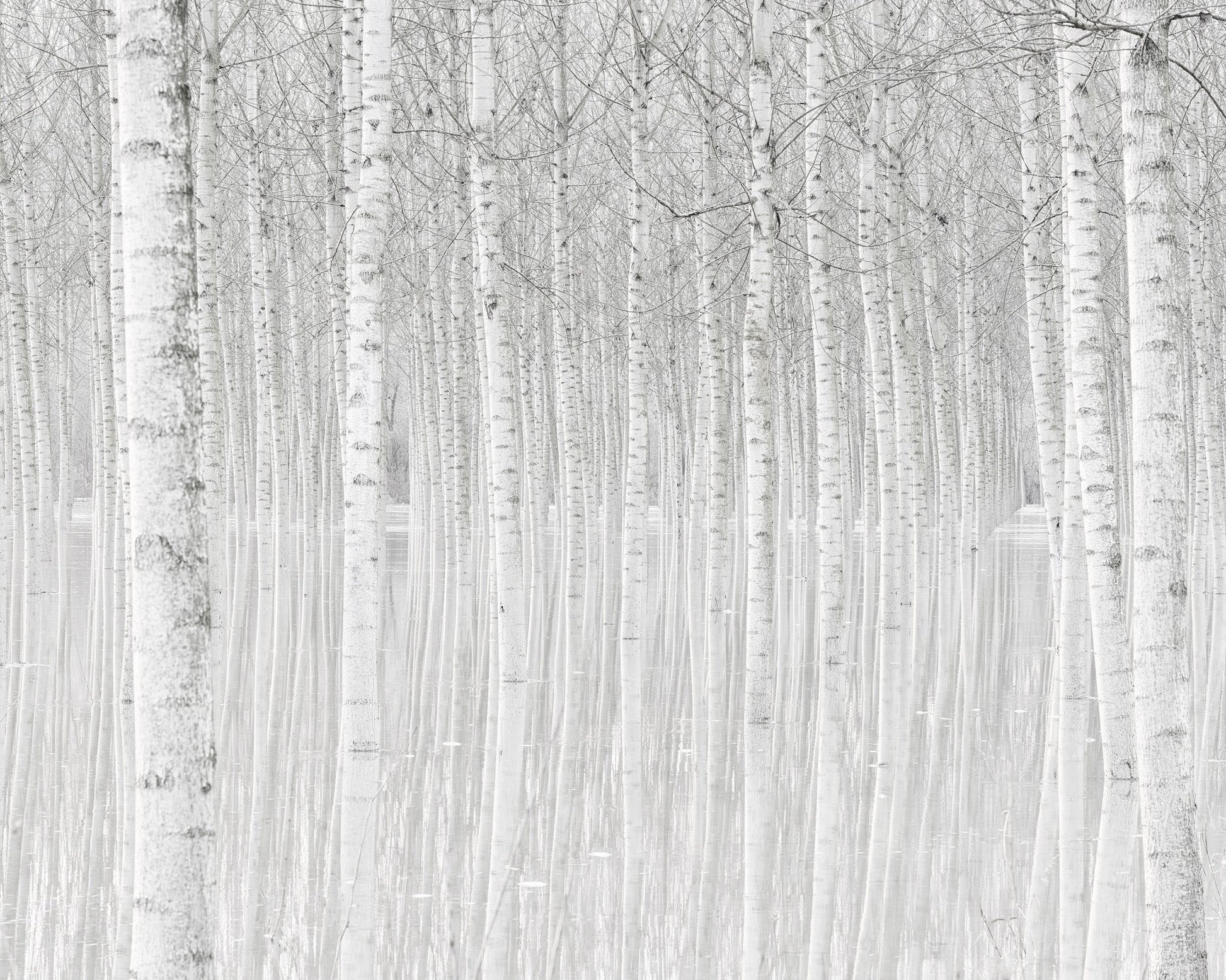 Silent Birch Forest