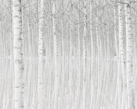 Silent Birch Forest