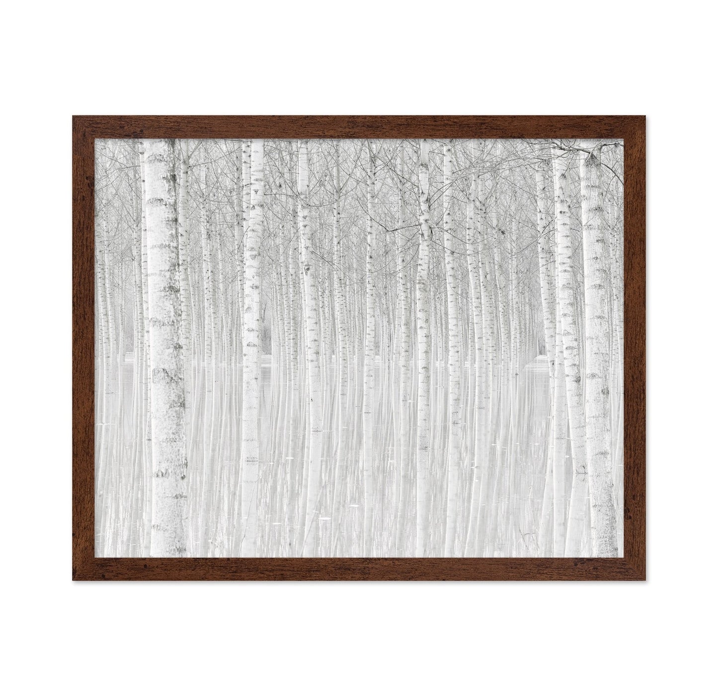 Silent Birch Forest