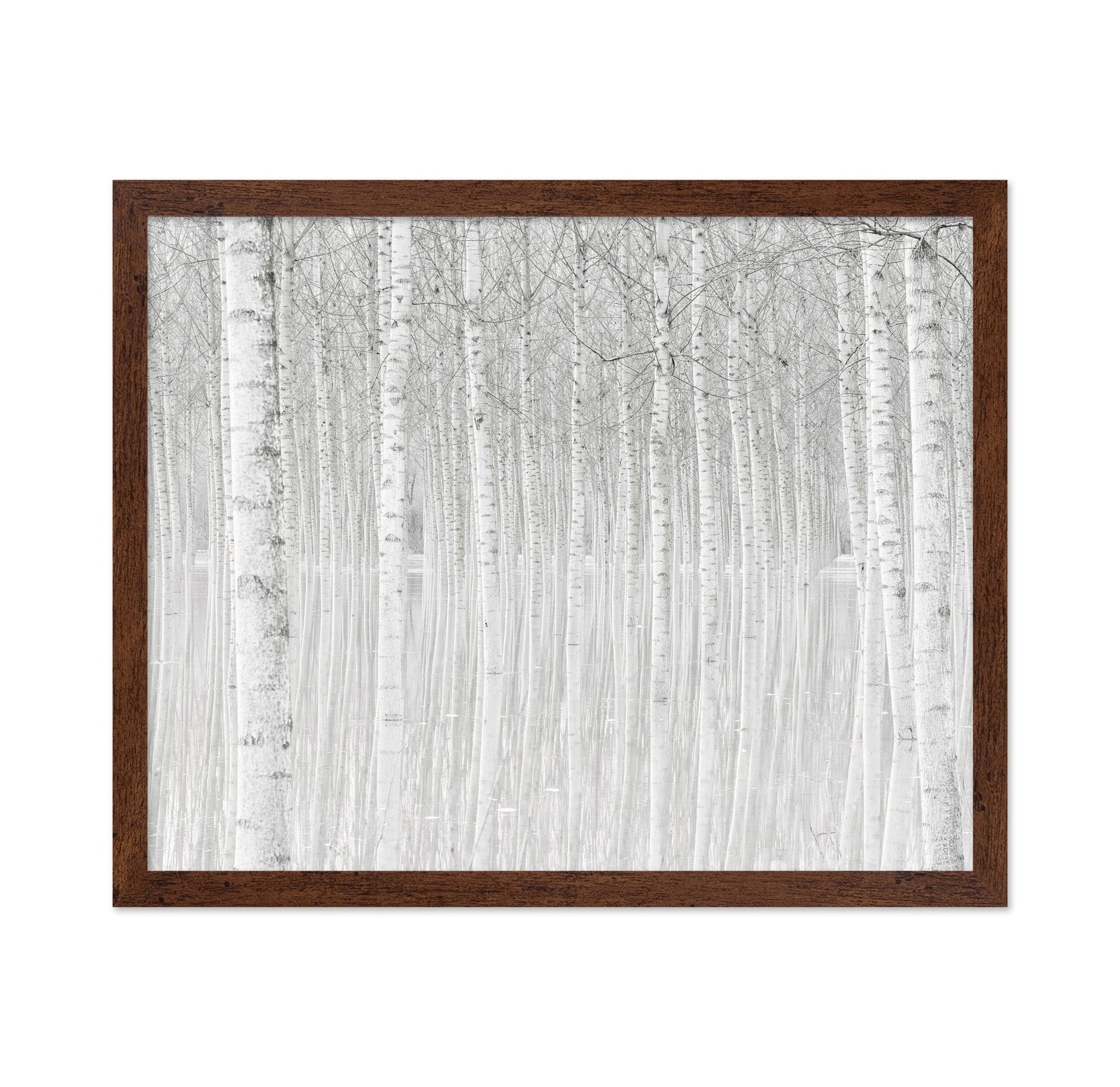 Silent Birch Forest