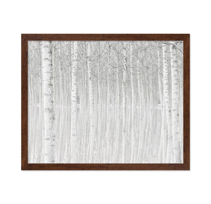 Silent Birch Forest