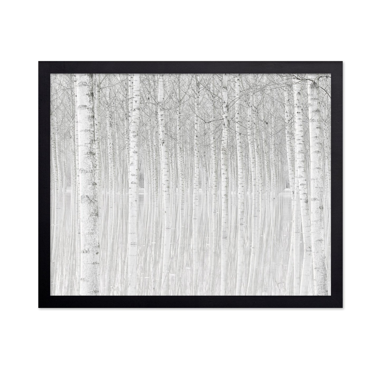 Silent Birch Forest