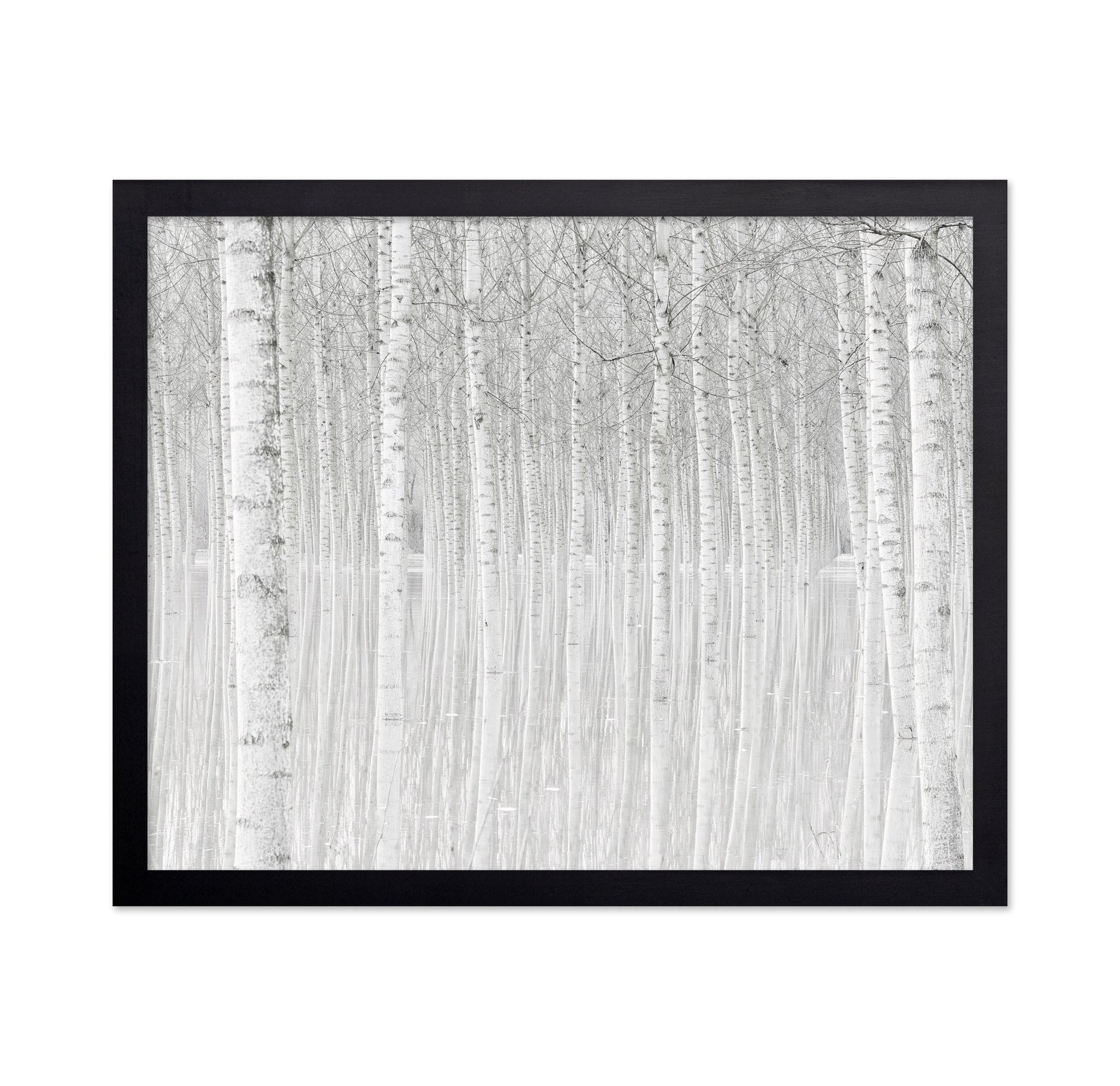 Silent Birch Forest