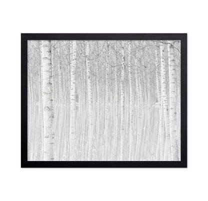Silent Birch Forest