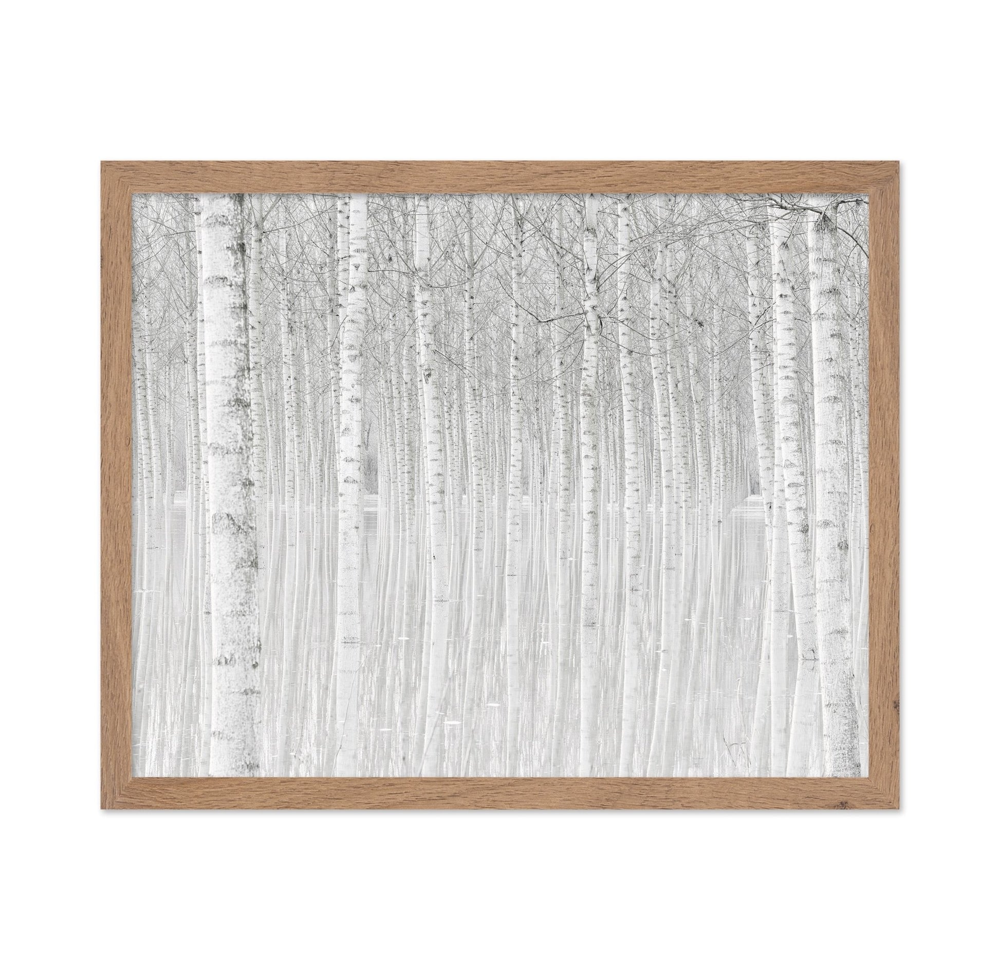 Silent Birch Forest