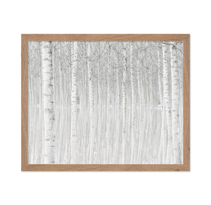 Silent Birch Forest