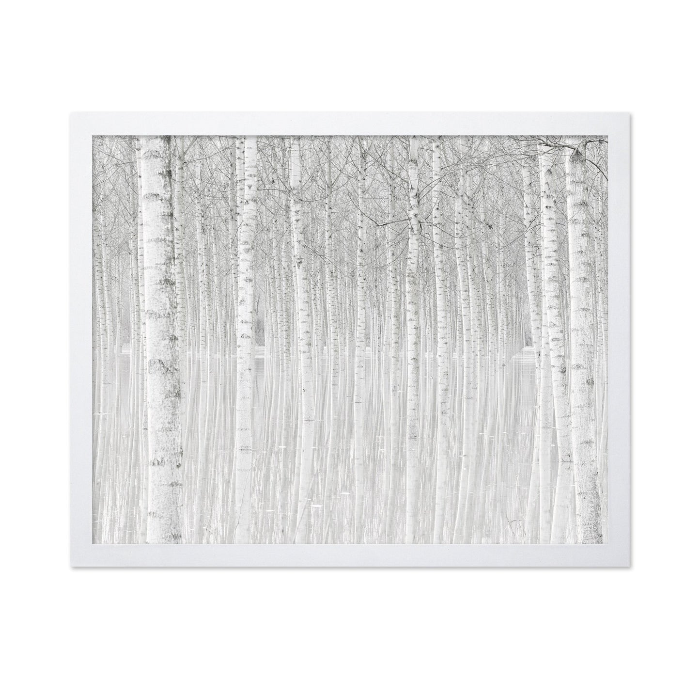 Silent Birch Forest