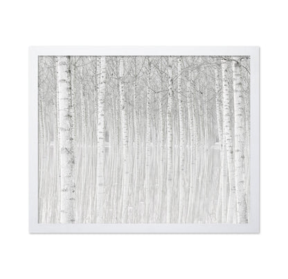 Silent Birch Forest