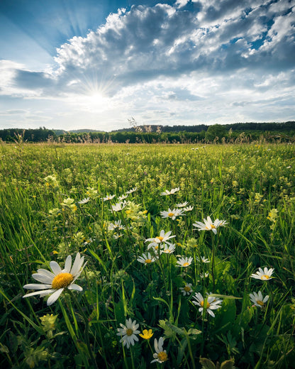 Sunny Wildflower Field