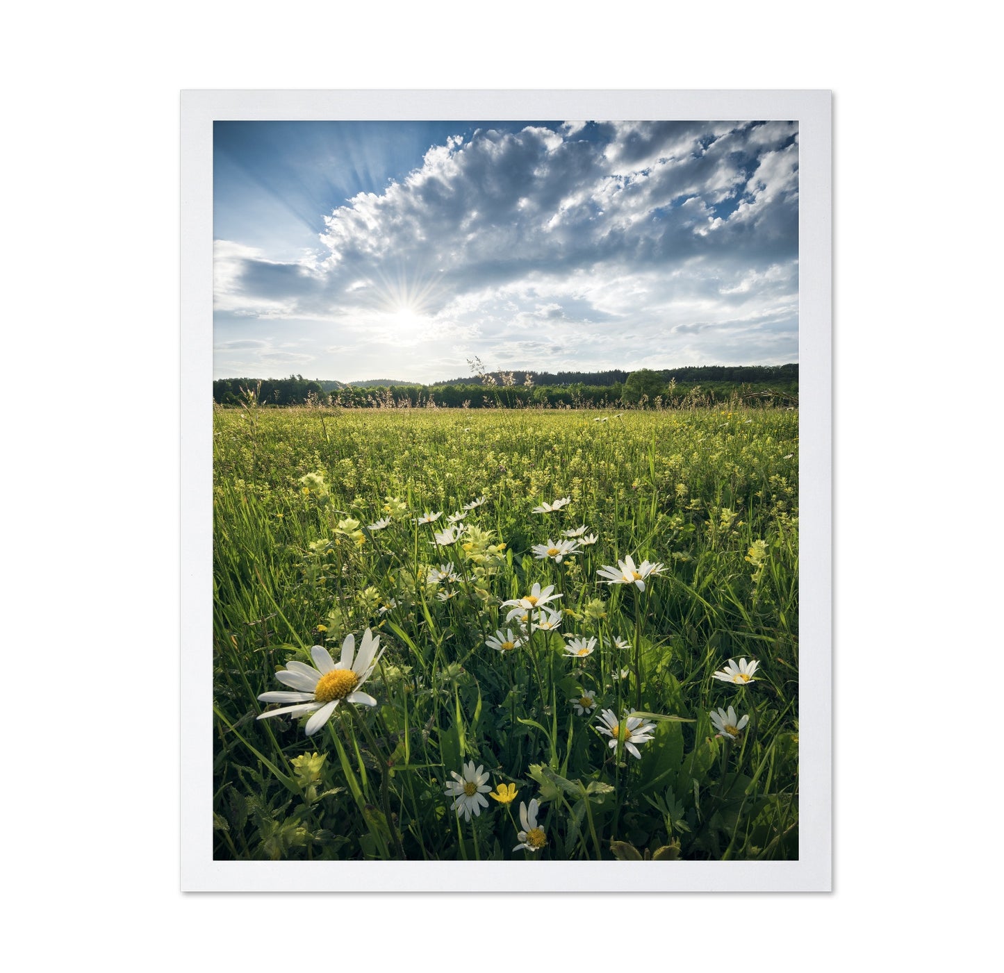 Sunny Wildflower Field