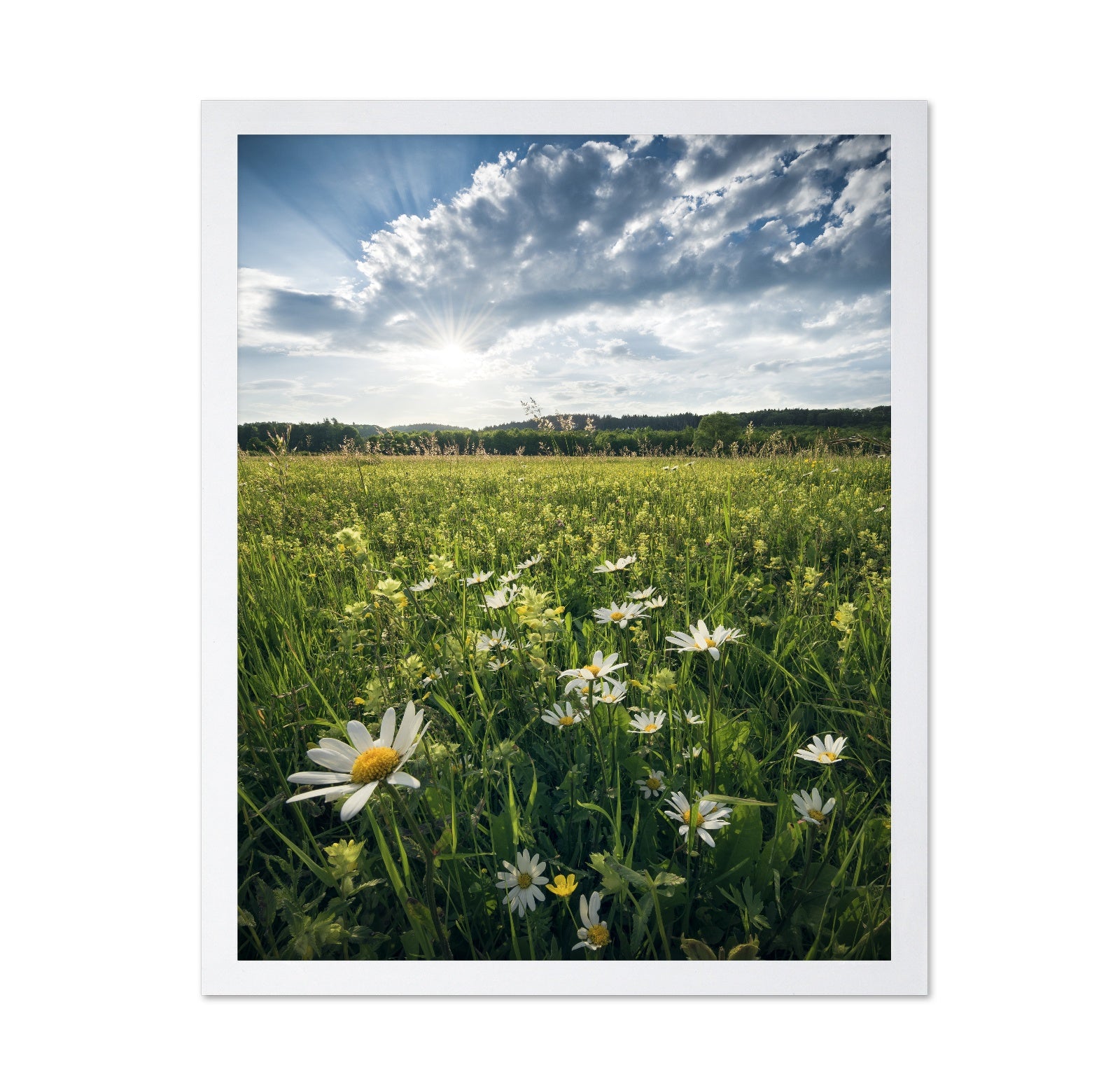 Sunny Wildflower Field