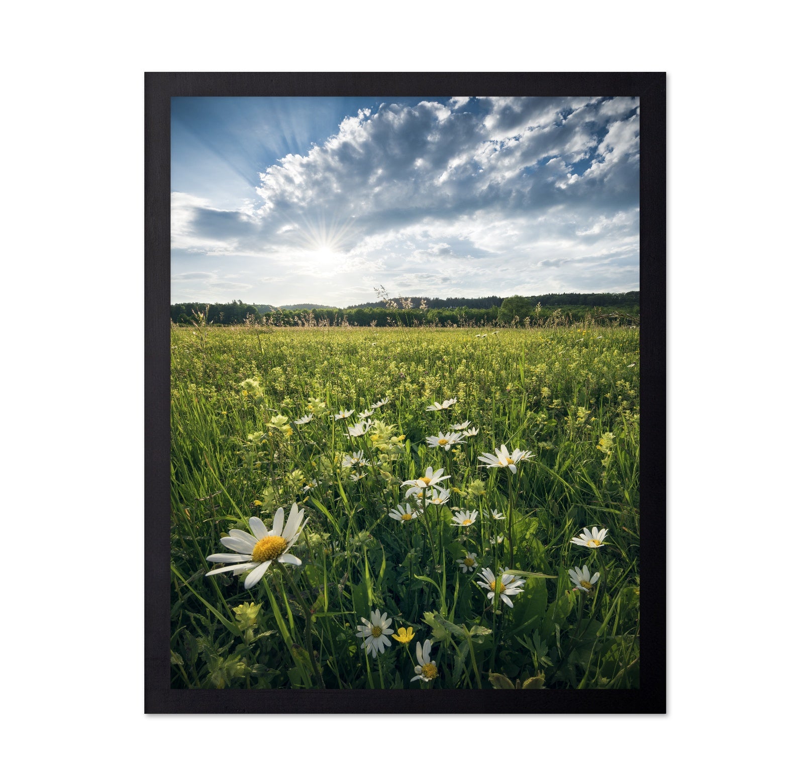 Sunny Wildflower Field