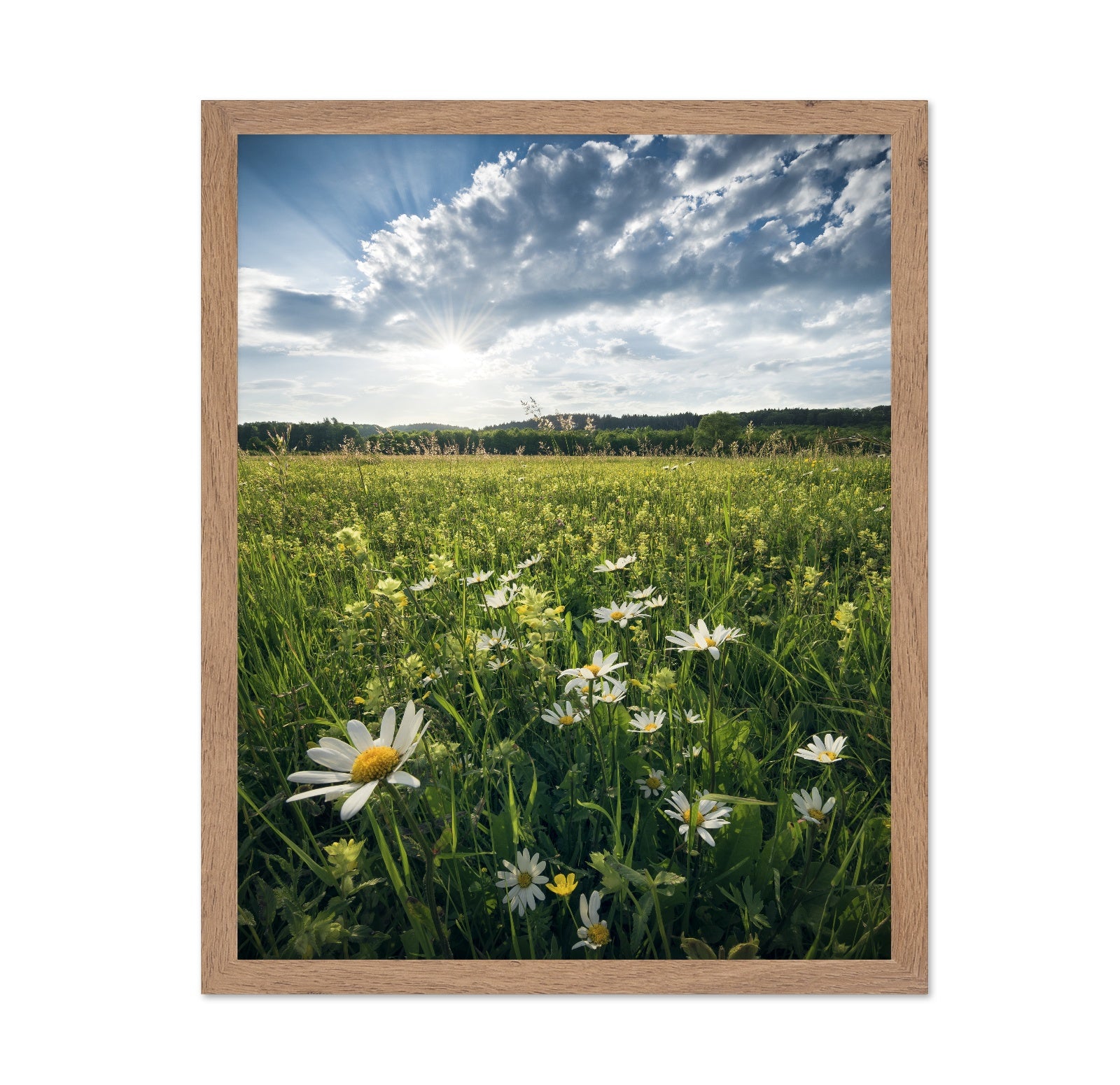 Sunny Wildflower Field